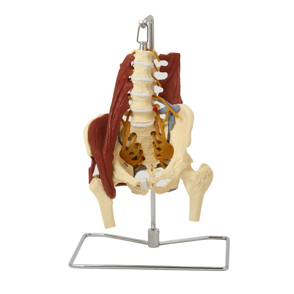 ＜7ウェルネ＞ 骨盤模型 (主要筋・靭帯・神経付) 実物大