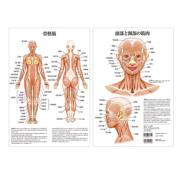 (ポスター) 骨格筋/頭部と頸部の筋肉 A3サイズ 両面印刷 ラミネート加工