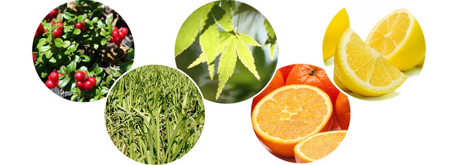 コケモモ、サトウキビ、カエデ、オレンジ、レモンの5つの植物のイメージ画像