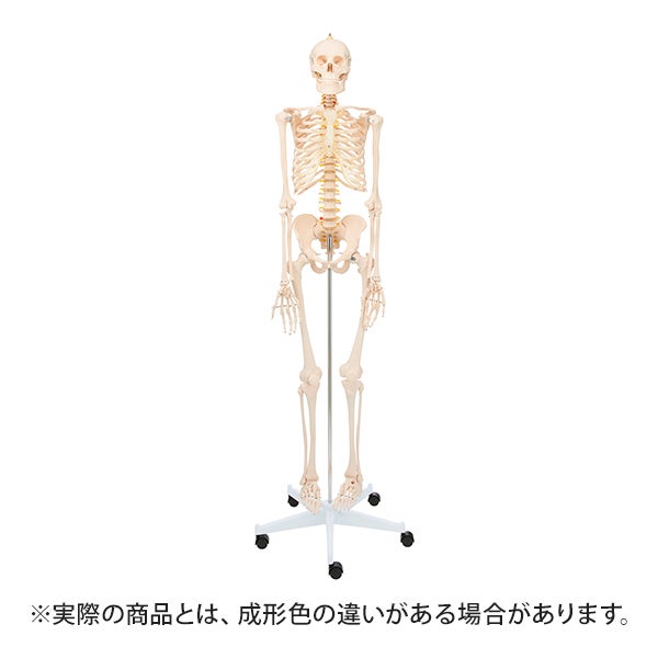 7ウェルネ＞ 全身骨格模型専用土台 (キャスター付き)｜セブンビューティー