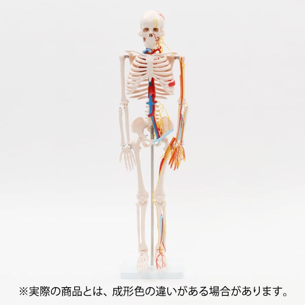 7ウェルネ＞ 全身骨格模型 (主要動脈 ・ 静脈 ・ 神経付き) 1/2サイズ
