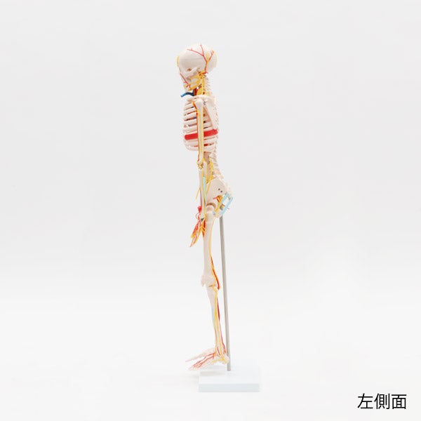 ＜7ウェルネ＞ 全身骨格模型 (主要動脈 ・ 静脈 ・ 神経付き) 1/2サイズ 高さ85cm