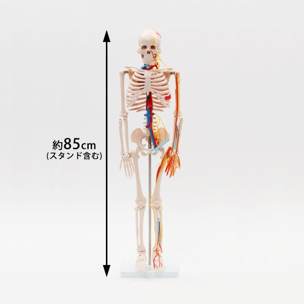 ＜7ウェルネ＞ 全身骨格模型 (主要動脈 ・ 静脈 ・ 神経付き) 1/2サイズ 高さ85cm