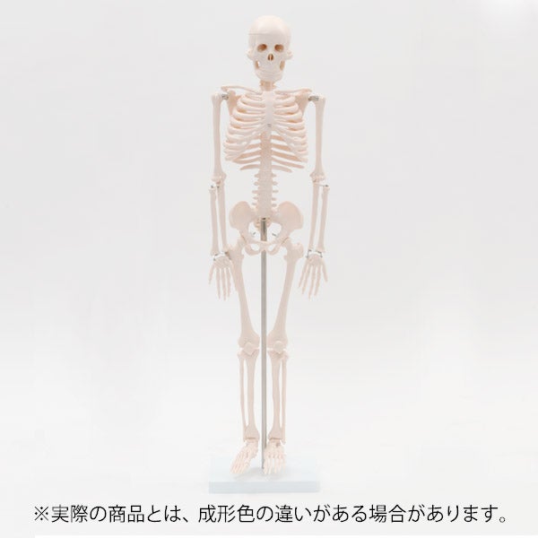 ＜7ウェルネ＞ 全身骨格模型 1/2サイズ 高さ85cm
