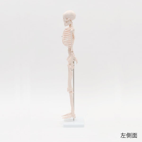 ＜7ウェルネ＞ 全身骨格模型 1/2サイズ 高さ85cm