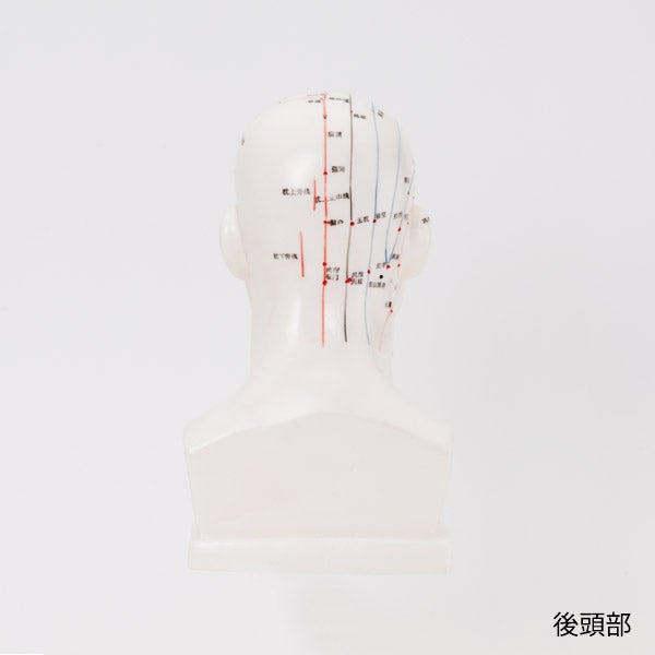 ＜7ウェルネ＞ 頭部鍼灸模型 20cm (中国語)