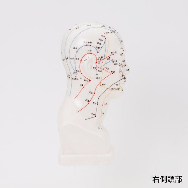 ＜7ウェルネ＞ 頭部鍼灸模型 20cm (中国語)