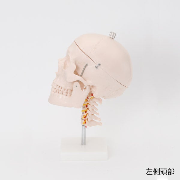 ＜7ウェルネ＞ 頭蓋骨模型 (頸椎付き)
