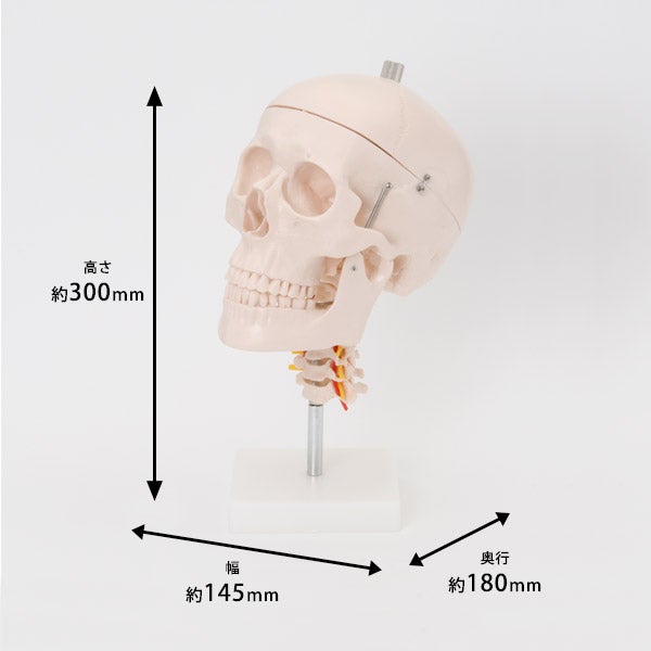 ＜7ウェルネ＞ 頭蓋骨模型 (頸椎付き)