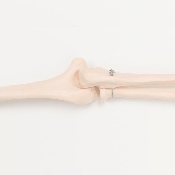 ＜7ウェルネ＞ 上肢骨模型 (左右セット)
