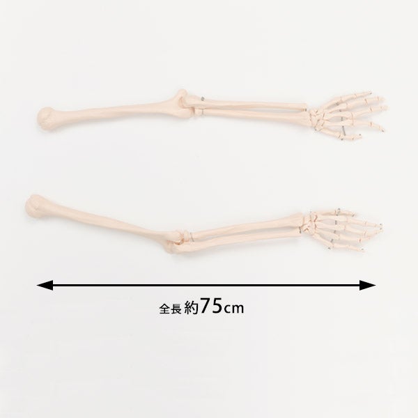 ＜7ウェルネ＞ 上肢骨模型 (左右セット)