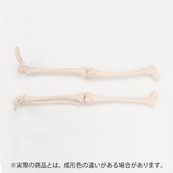 ＜7ウェルネ＞ 下肢骨模型 (左右セット)