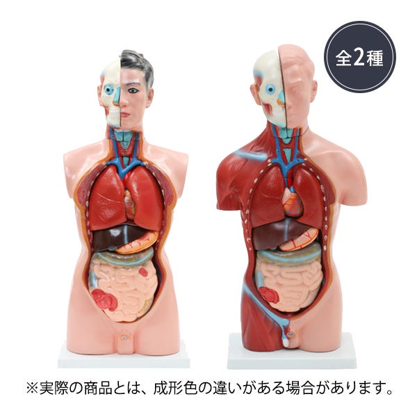 ＜7ウェルネ＞ 男性内臓模型 (タイプを選択してください)