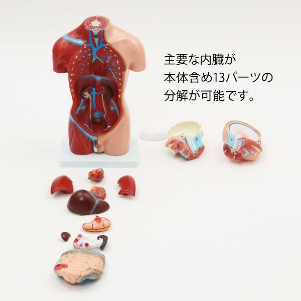 ＜7ウェルネ＞ 男性内臓模型 (13パーツ) 42cm