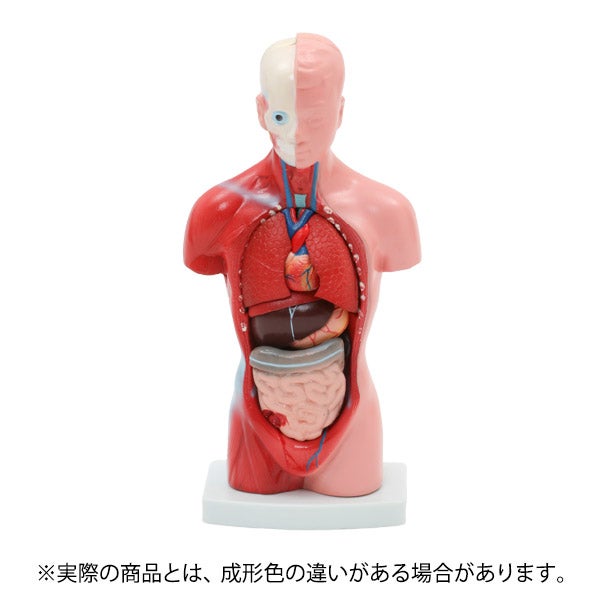 ＜7ウェルネ＞ 内臓模型 (15パーツ) 26cm
