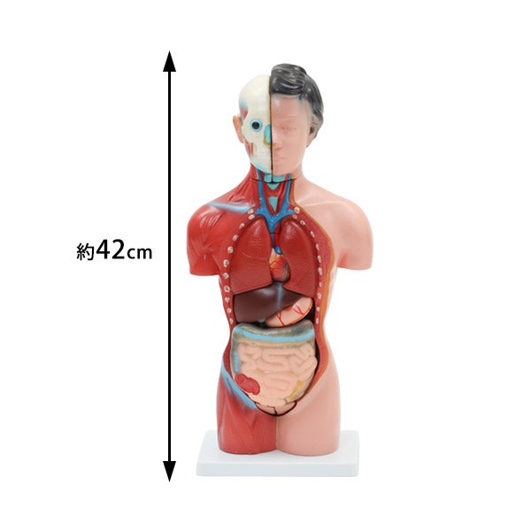 ＜7ウェルネ＞ 女性内臓模型 (15パーツ) 42cm