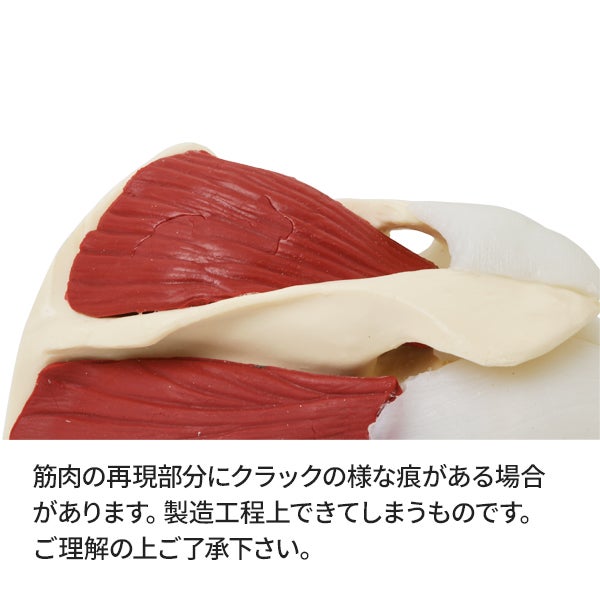 ＜7ウェルネ＞ 肩関節模型 (主要筋・腱・靭帯付) ローテーターカフ 実物大