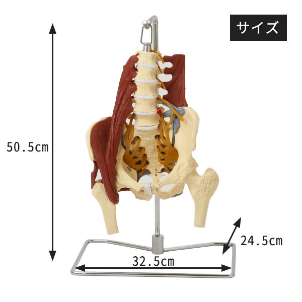 人体模型 骨格模型 脊椎 背骨 骨盤 椎間板 等身大 骨盤模型 脊髄 骨 