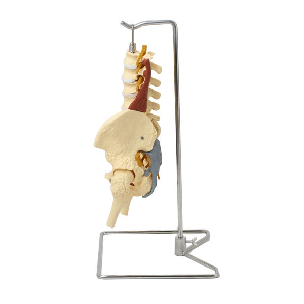 ＜7ウェルネ＞ 骨盤模型 (主要筋・靭帯・神経付) 実物大