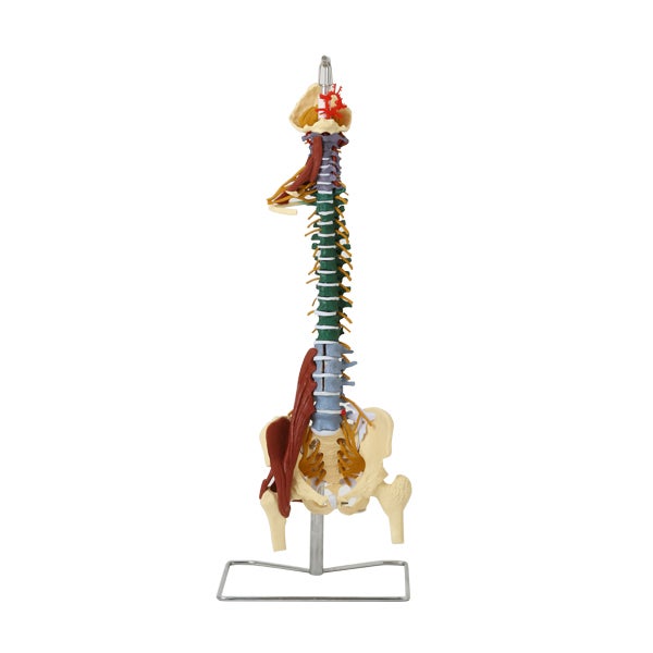 ＜7ウェルネ＞ 脊椎模型 (主要筋・靭帯・神経、血管付) 実物大