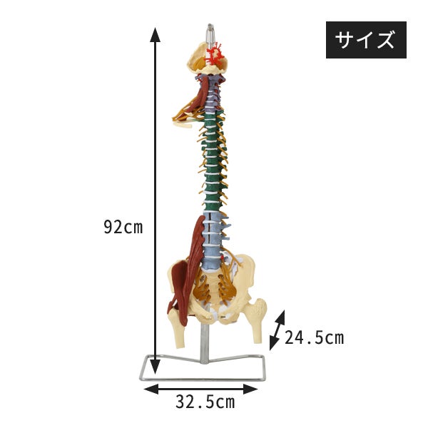 7ウェルネ＞ 脊椎模型 (主要筋・靭帯・神経、血管付) 実物大の通販