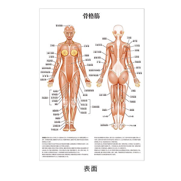 (ポスター) 骨格筋/頭部と頸部の筋肉 A3サイズ 両面印刷 ラミネート加工