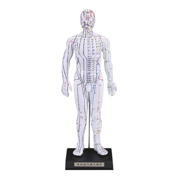 経穴人形の通販・卸-鍼灸用品・整体用品｜セブンビューティー