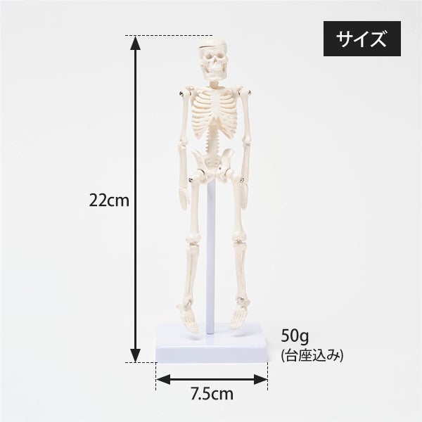 ＜7ウェルネ＞ 全身骨格模型 高さ22cm